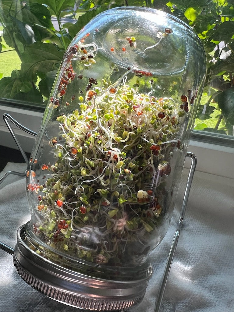 Micro Greens Sprouting Kit
